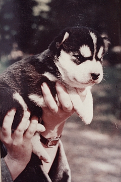 One of first Kuuhaukun litters