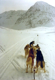 Sledding in the fjells