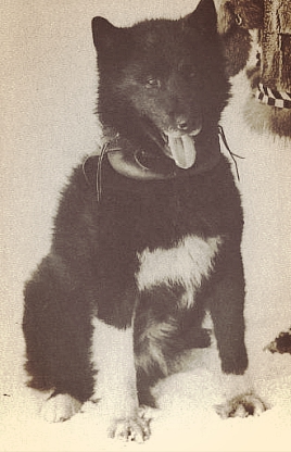 Seppalan omistama siperianhusky Balto