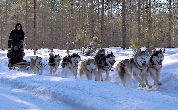 Old Line® Siberian Huskies