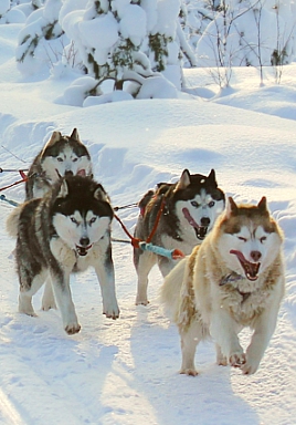 Kuuhaukun valjakko 2011