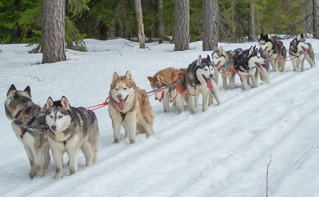 Kuuhaukun Kennel