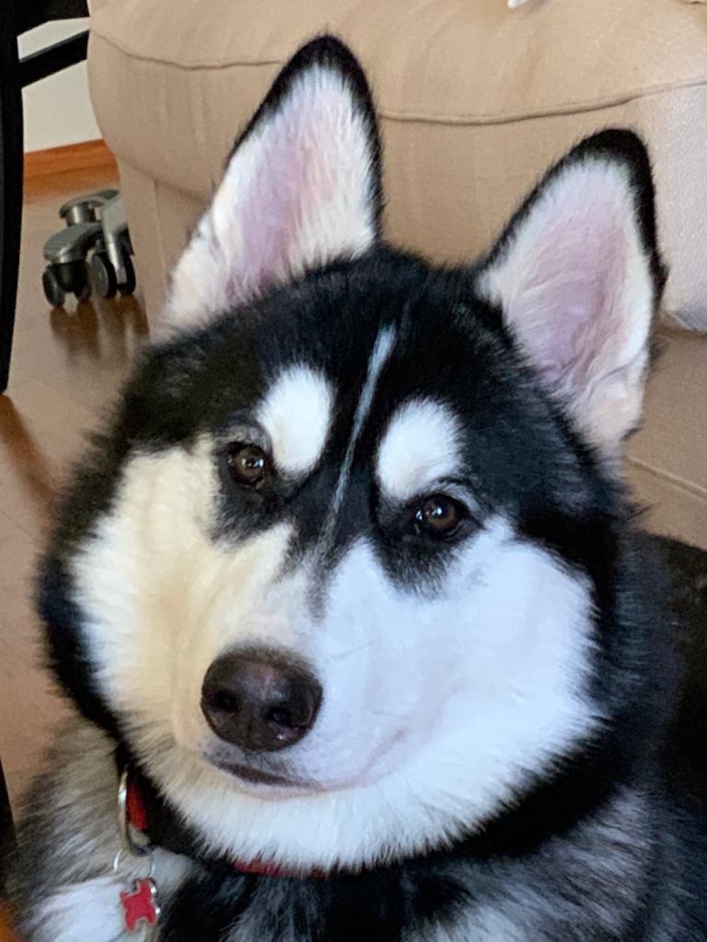 Kuuhaukun Husky in Wonderland 1-vuotiaana, 50% tsukotkan rekikoira, 50% siperianhusky