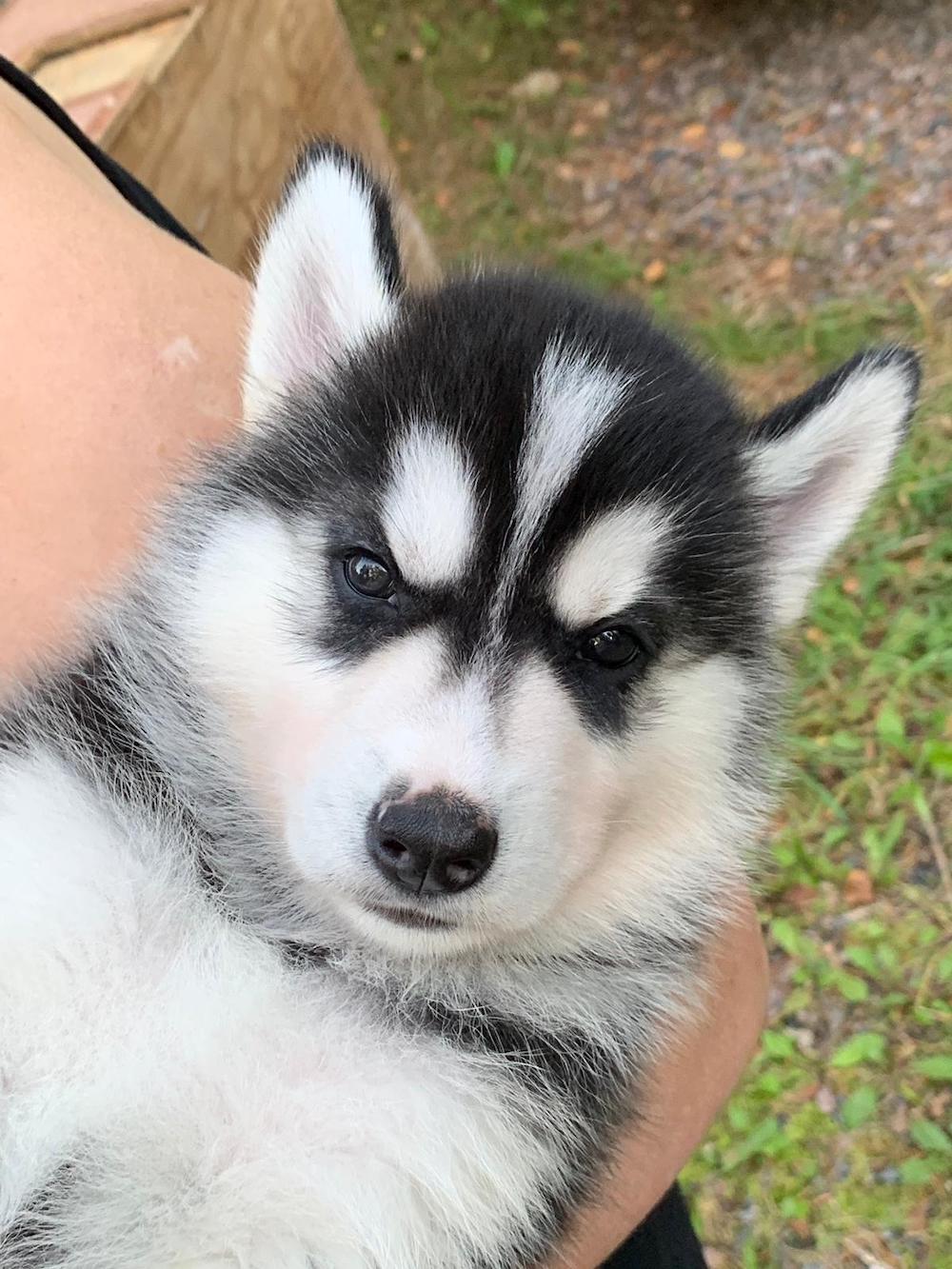 Kuuhaukun Husky in Wonderland pentuna, 50% tsukotkan rekikoira, 50% siperianhusky