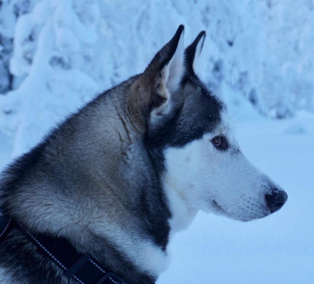 Kuuhaukun Tundran Tarina, 75% tsukotkan rekikoira, 25% siperianhusky