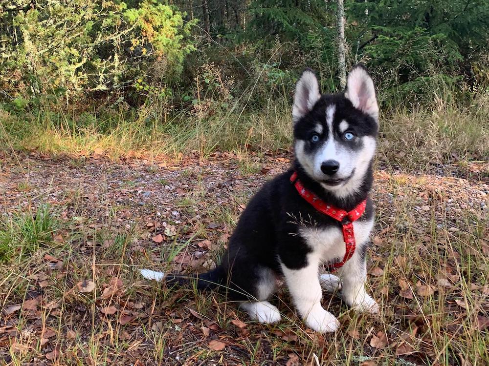 Reppuli, Kuuhaukun Husky through the Looking Glass, 50% tsukotkan rekikoira, 50% siperianhusky