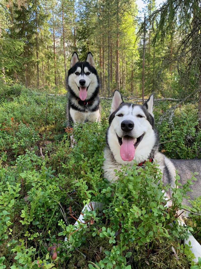 Vapaat ja onnelliset Tundra ja Havu metsässä