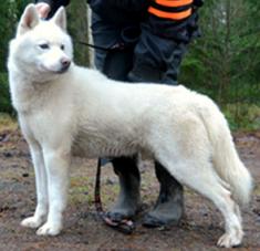 Oakridgelane Keetukka Yukon, Tobi-Mac