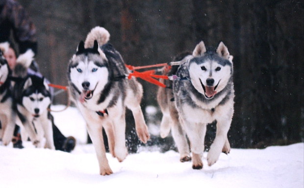 Arctic Sleddogs